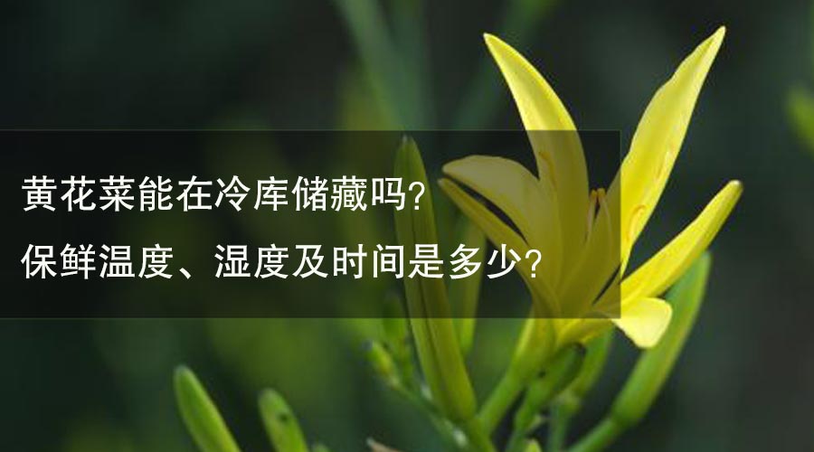 黃花菜能放在冷庫(kù)儲(chǔ)藏嗎？保鮮溫度、濕度及時(shí)間是多少？