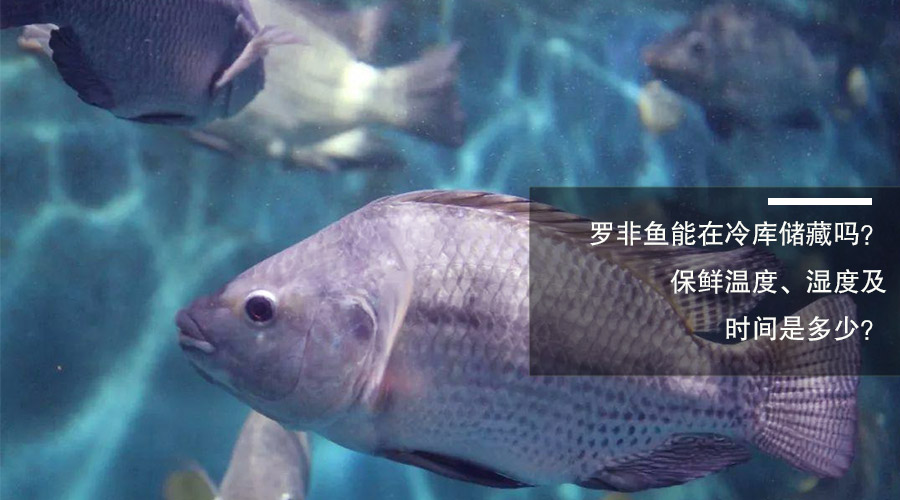 羅非魚(yú)冷庫(kù)儲(chǔ)藏溫度、相對(duì)濕度及時(shí)間介紹