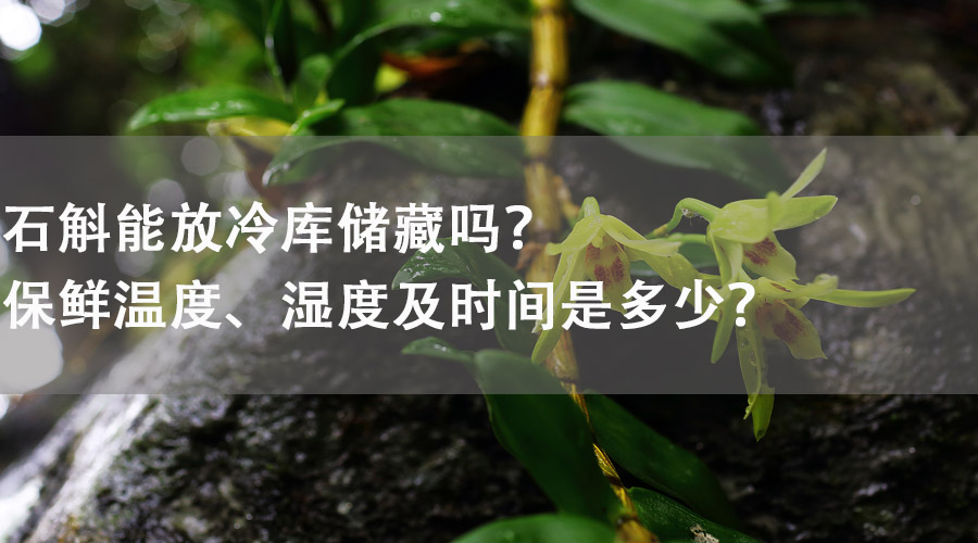 石斛能放在冷庫儲藏嗎？保鮮溫度、濕度及時間是多少？