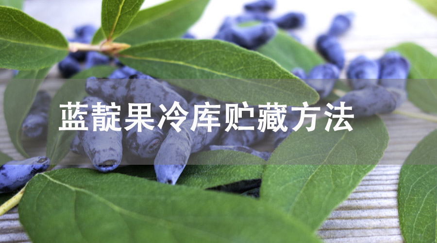 藍靛果冷庫貯藏方法